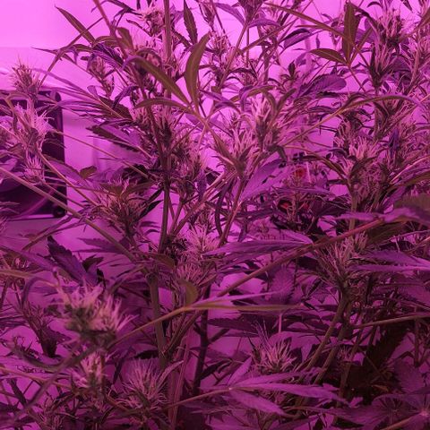 Double cookies 2 auto growlog timeline photo