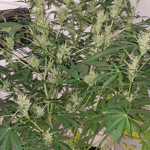 Double cookies 2 auto growlog photo: Revision