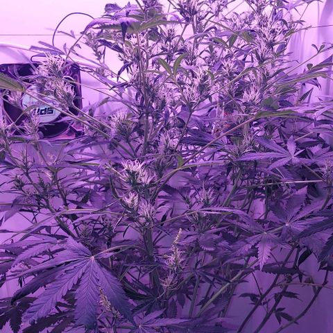 Double cookies 2 auto growlog timeline photo