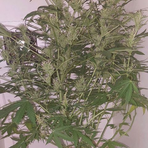 Double cookies 2 auto growlog timeline photo