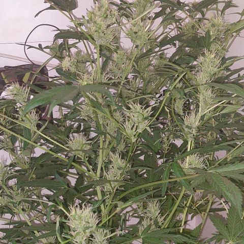 Double cookies 2 auto growlog timeline photo