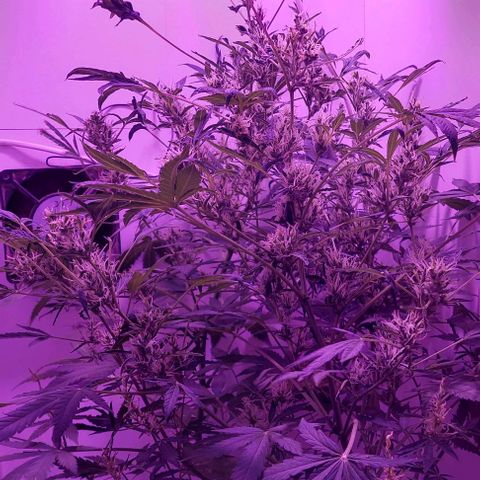 Double cookies 2 auto growlog timeline photo