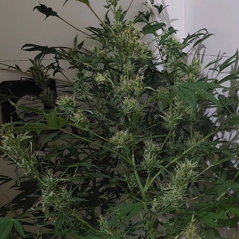 Double cookies 2 auto growlog timeline photo