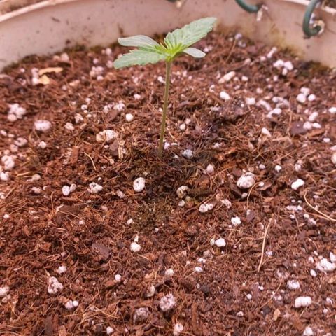 PURPLE DIESEL 2 growlog timeline photo
