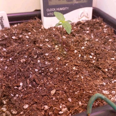 Auto power plant growlog timeline photo