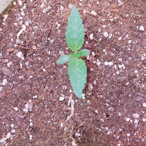 PURPLE DIESEL 2 growlog timeline photo