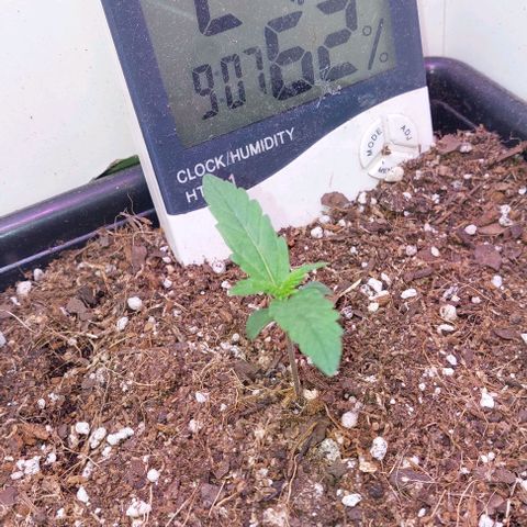 Auto power plant growlog timeline photo