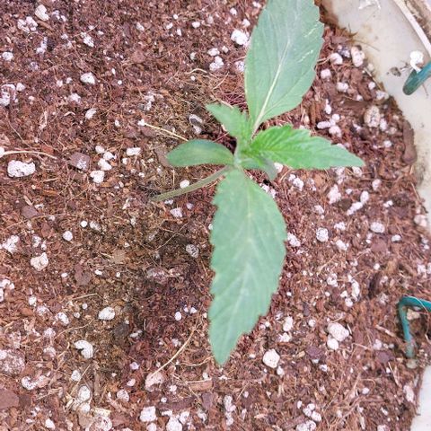 PURPLE DIESEL 2 growlog timeline photo