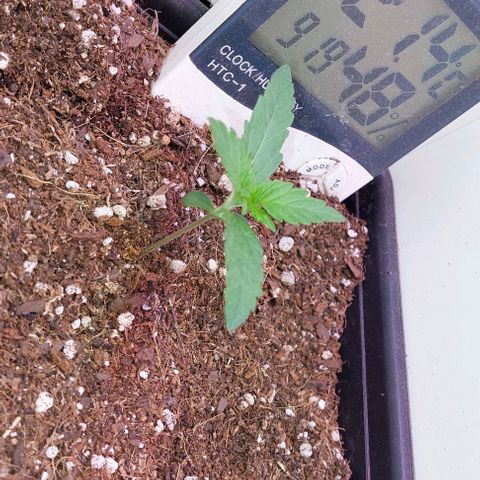 Auto power plant growlog timeline photo