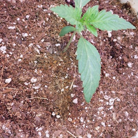 PURPLE DIESEL 2 growlog timeline photo