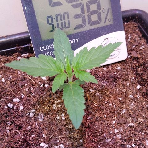 Auto power plant growlog timeline photo