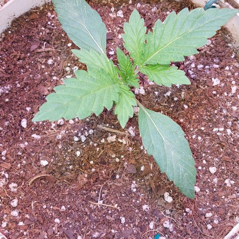 PURPLE DIESEL 2 growlog timeline photo