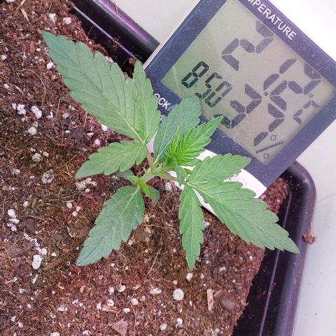 Auto power plant growlog timeline photo