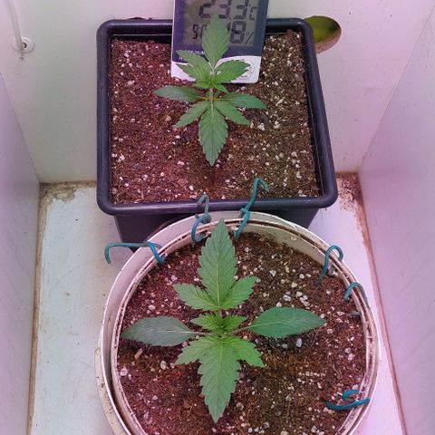 PURPLE DIESEL 2 growlog timeline photo