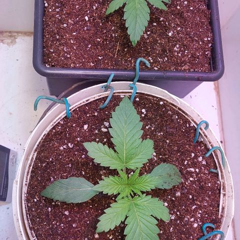 Auto power plant growlog timeline photo