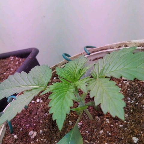 PURPLE DIESEL 2 growlog timeline photo