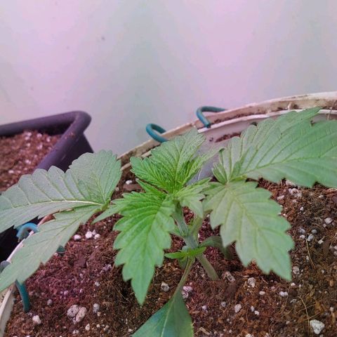 PURPLE DIESEL 2 growlog timeline photo