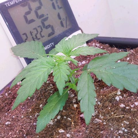 Auto power plant growlog timeline photo