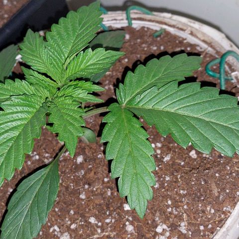 PURPLE DIESEL 2 growlog timeline photo