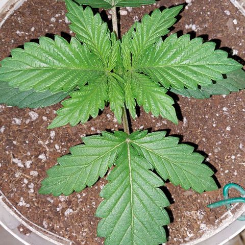 PURPLE DIESEL 2 growlog timeline photo