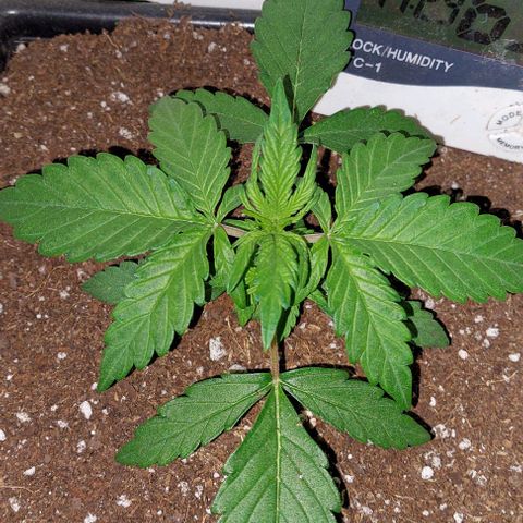 Auto power plant growlog timeline photo