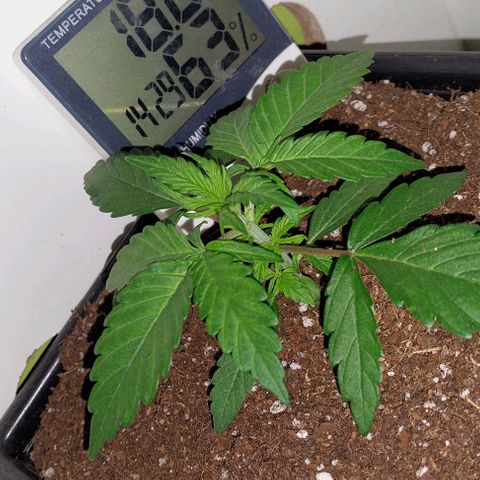 Auto power plant growlog timeline photo