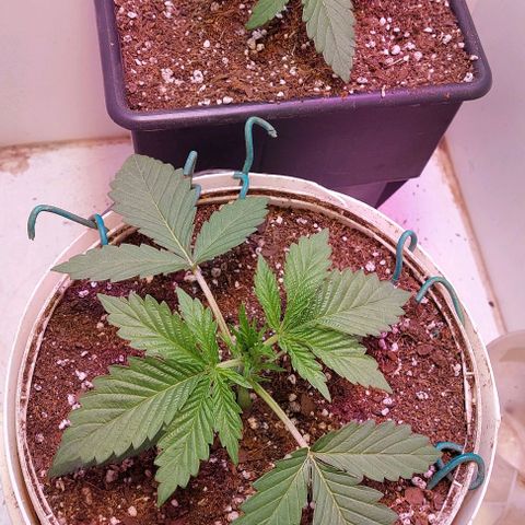 Auto power plant growlog timeline photo