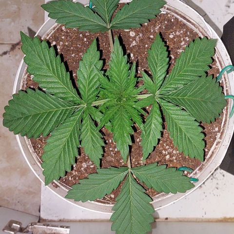 PURPLE DIESEL 2 growlog timeline photo