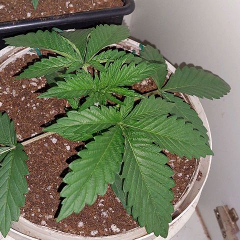 PURPLE DIESEL 2 growlog timeline photo