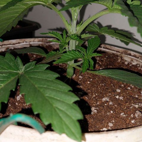 PURPLE DIESEL 2 growlog timeline photo