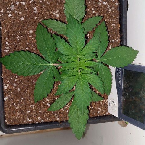 Auto power plant growlog timeline photo