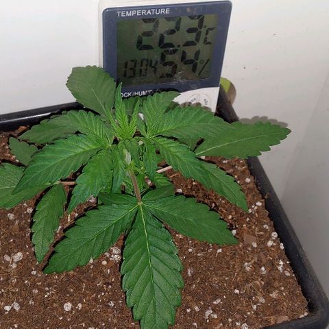 Auto power plant growlog timeline photo