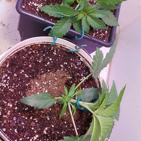 Auto power plant growlog photo: Inicio de técnica LST