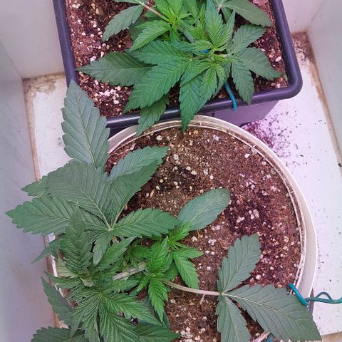 Auto power plant growlog timeline photo