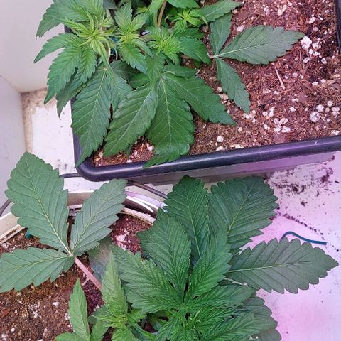 Auto power plant growlog timeline photo