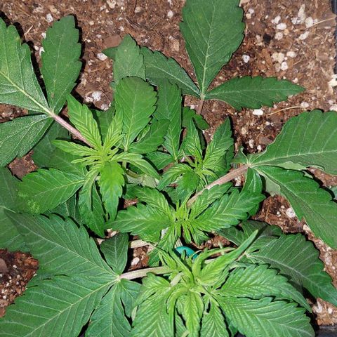 Auto power plant growlog timeline photo