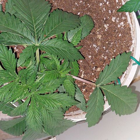 PURPLE DIESEL 2 growlog timeline photo
