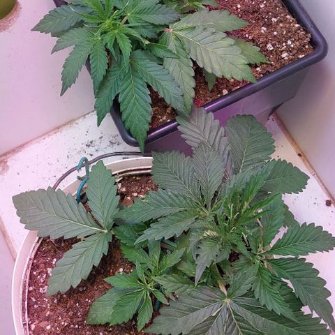 Auto power plant growlog timeline photo