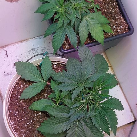 Auto power plant growlog timeline photo