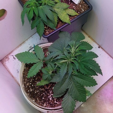 Auto power plant growlog timeline photo
