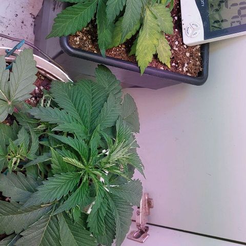 Auto power plant growlog timeline photo