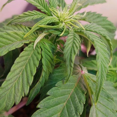 Auto power plant growlog timeline photo