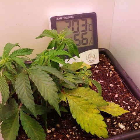 Auto power plant growlog timeline photo