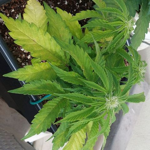 Auto power plant growlog timeline photo