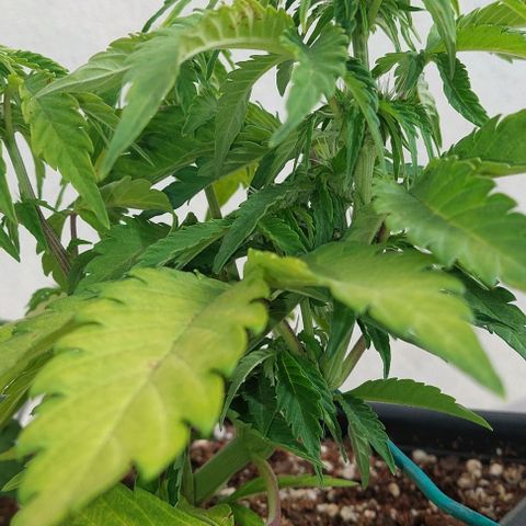Auto power plant growlog timeline photo