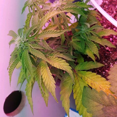 Auto power plant growlog timeline photo