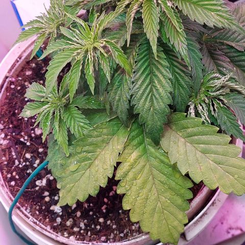 PURPLE DIESEL 2 growlog timeline photo