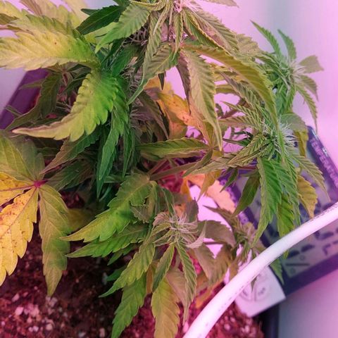 Auto power plant growlog timeline photo