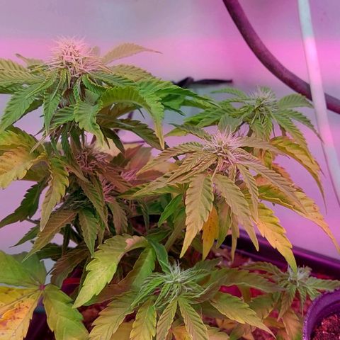 Auto power plant growlog timeline photo