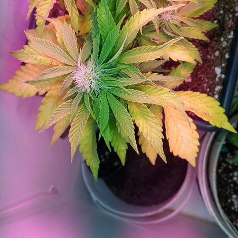 Auto power plant growlog timeline photo